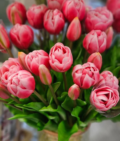 Tulpenbund, pink