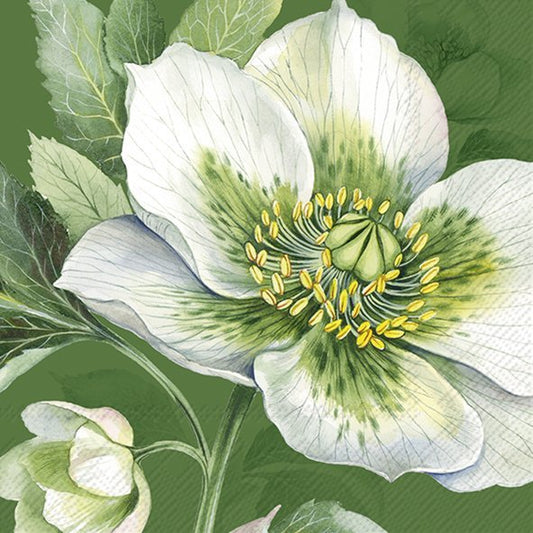 Elegant Christmas Rose