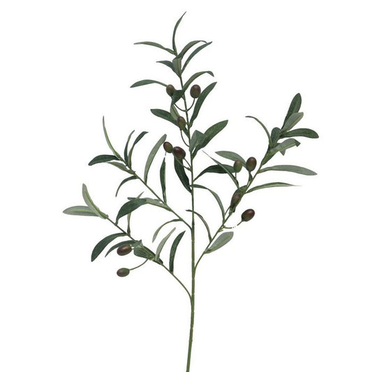 Olive branch