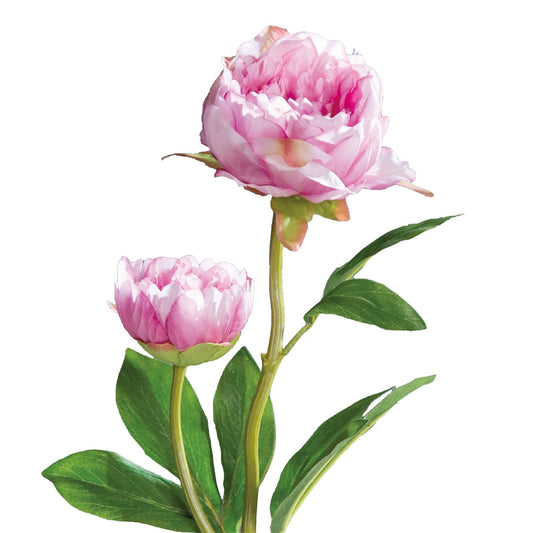Peony