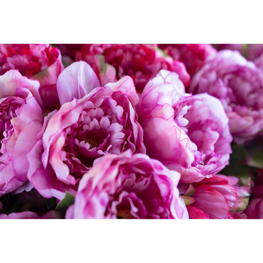 Peony