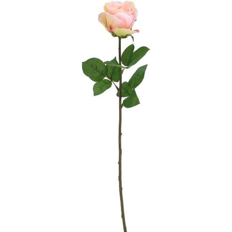 Rose Madame