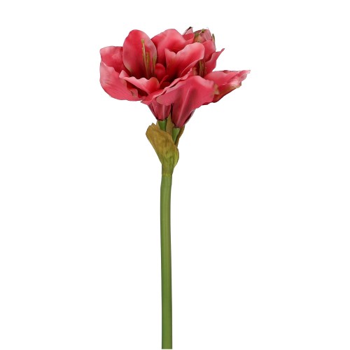 Amaryllis "Melan"