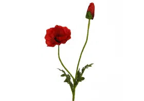 Mohn