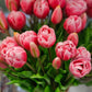 Tulpenbund, pink
