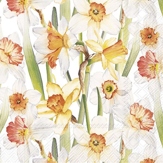 Daffodil Joy