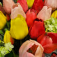 Tulpenbund bunt