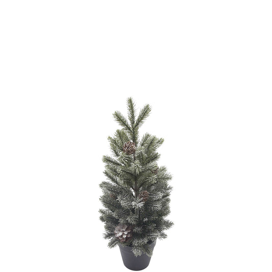 potted fir tree