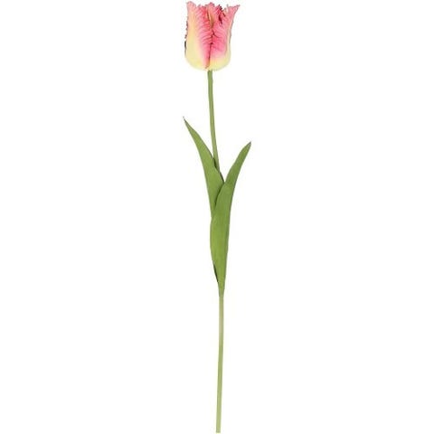 Tulip pink