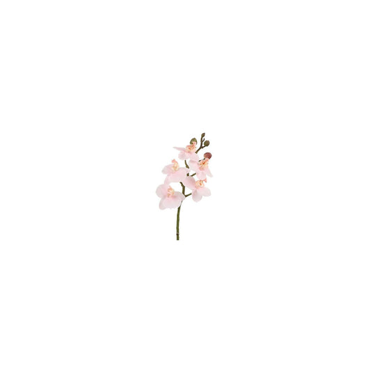 branche d'orchidée