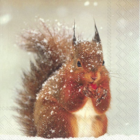 Winter Squirrel
